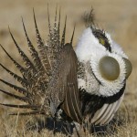 Sage Grouse of the Greater kind.