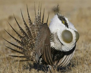 Greater_Sage-Grouse_s52-12-115_l_1