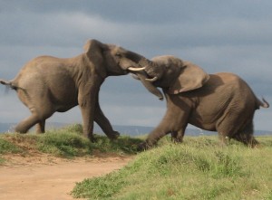 elephantfight